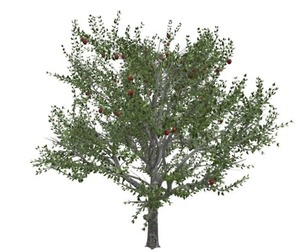 Red Delicious Apple Tree #05