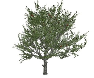 Red Delicious Apple Tree #06