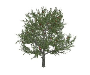 Red Delicious Apple Tree #07