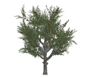 Red Delicious Apple Tree #08