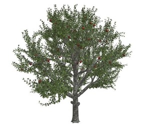 Red Delicious Apple Tree #09