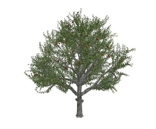 Red Delicious Apple Tree #10