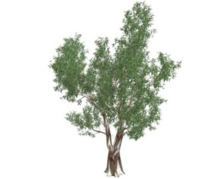 Red Gum Tree #01