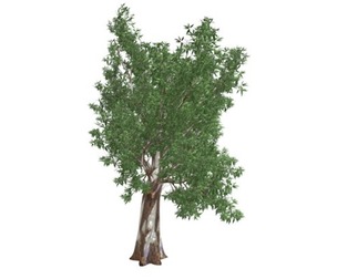 Red Gum Tree #03