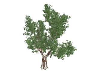 Red Gum Tree #04