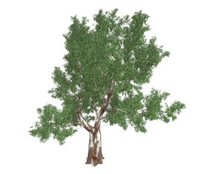 Red Gum Tree #05