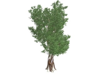 Red Gum Tree #06