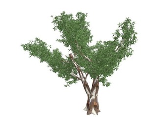 Red Gum Tree #07