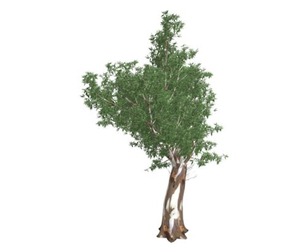 Red Gum Tree #08