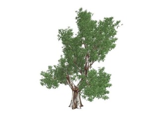 Red Gum Tree #09
