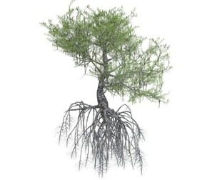 Red Mangrove Tree #02