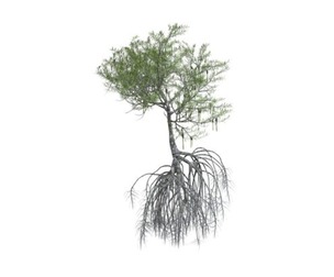 Red Mangrove Tree #03