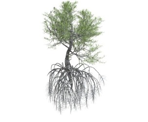 Red Mangrove Tree #06