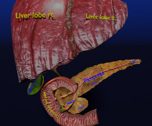 Hepato biliary tract pancreas gallbladder