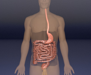 intestine peristalsis animated 3d