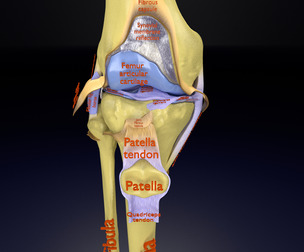 Knee joint anatomy ligament cartilage