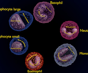 WBC leucocytes cells blood labelled