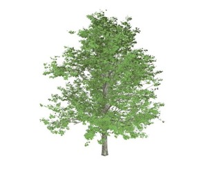 Red Maple Tree #01