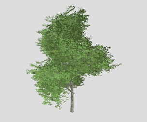 Red Maple Tree #02