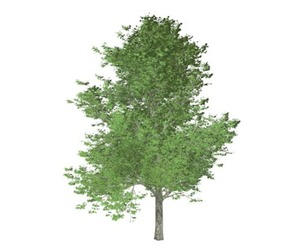 Red Maple Tree #03