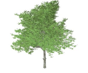 Red Maple Tree #04