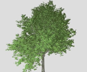 Red Maple Tree #05