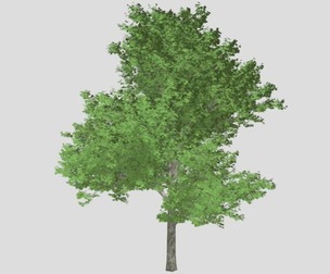 Red Maple Tree #06