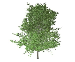 Red Maple Tree #07