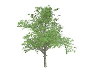 Red Maple Tree #08