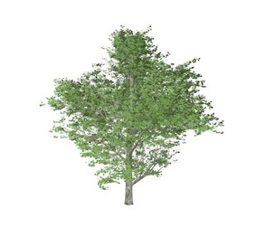 Red Maple Tree #09