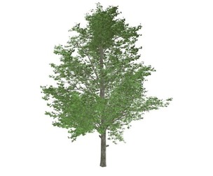 Red Maple Tree #10