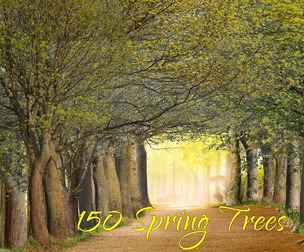 150 Realistic Forest Trees, Cut Out Spring Overlay