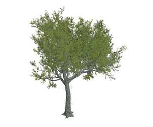Red Oak Tree #01