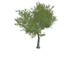 Red Oak Tree #02