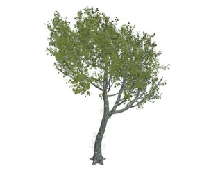 Red Oak Tree #03