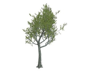 Red Oak Tree #04