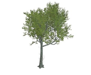 Red Oak Tree #05