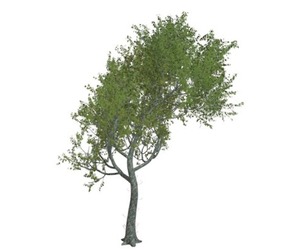 Red Oak Tree #06