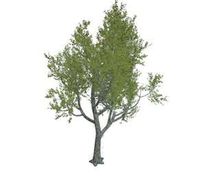 Red Oak Tree #07