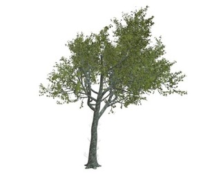 Red Oak Tree #08
