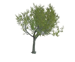 Red Oak Tree #09