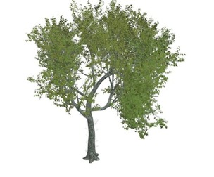 Red Oak Tree #10