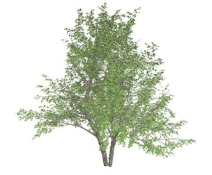 River Birch Tree #01