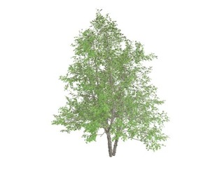 River Birch Tree #02