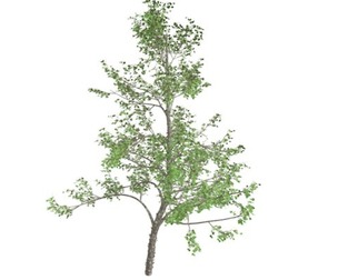 River Birch Tree #03
