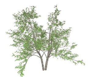 River Birch Tree #04