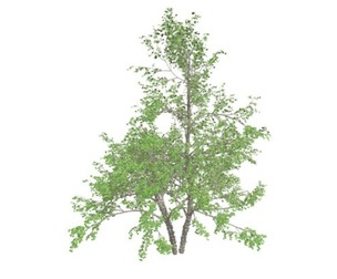 River Birch Tree #05