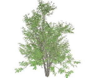 River Birch Tree #06