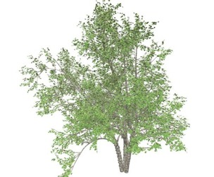 River Birch Tree #07