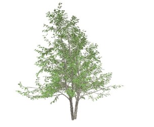 River Birch Tree #08